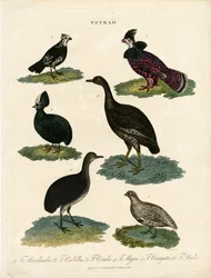 Diverses espèces de tétraonidés (Tetrao)