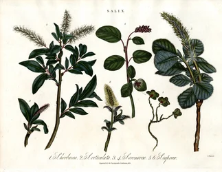 Diverses espèces de saules (Salix)