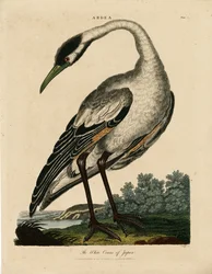 Grue blanche du Japon (Ardea)