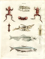 Illustrations anatomiques zoologiques (planche 5)