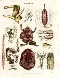 Zoologie Pl. II : Illustrations anatomiques de divers animaux et organes