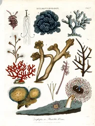 Zoophytes ; ou vers végétaux