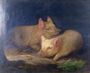 Deux cochons primés à l