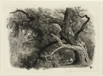Vieil arbre dans la Billah - Forêt de Sherwood