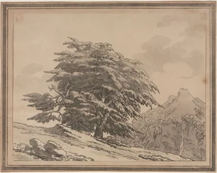 Délinéations du caractère général, ramifications et feuillage des arbres forestiers : Cèdre, 1789