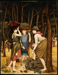 Forêt de pins à Viareggio