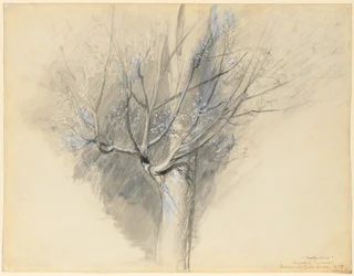 Sycomore bourgeonnant