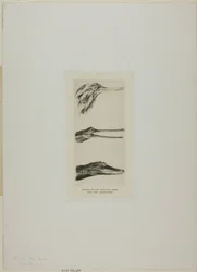 Têtes de canard à bec de scie et deux crocodiles