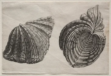 Coquillages : Hippopus maculatus Lam