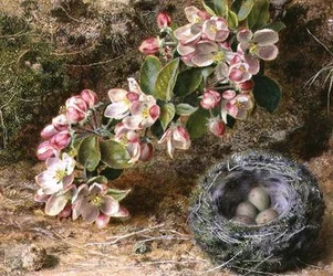Fleur et nid d