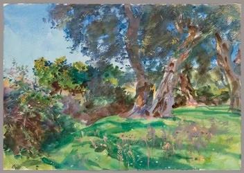 Oliviers, Corfou