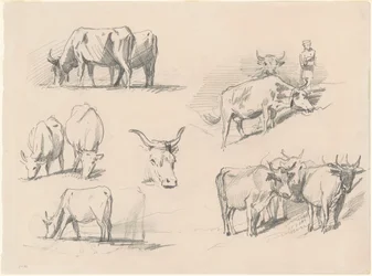 Études de bétail