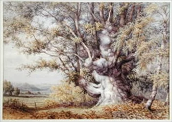 Écureuils dans un vieux chêne