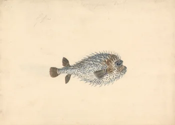 Un Poisson Porc-épic