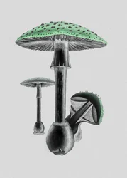 Amanita muscaria : fond blanc, vert