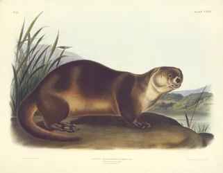 Loutre du Canada--Mâle