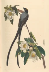 Tyran des savanes, Gordonia lasianthus, 1840-44.