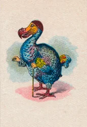 Le Dodo, 1930