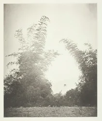 Bambous à Baksa, Formose, vers 1868