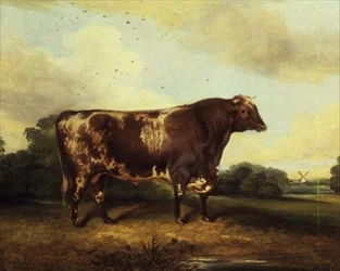 Taureau brun et blanc dans un paysage