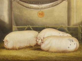 Trois Leicesters améliorés dans un enclos au Smithfield Club Christmas Show de 1858
