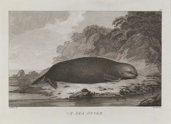 Une loutre de mer