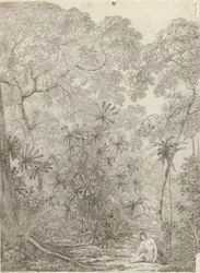 Le palmier éventail de Krakatoa