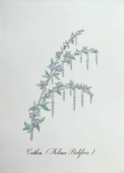Catkin (Felina Prolifica.), illustration de 