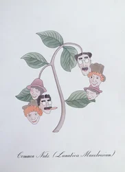 Noix Communes (Lunatica Marxbrosium), illustration de 