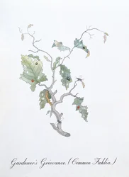 Grief du jardinier (Fahlia Commune), illustration de 