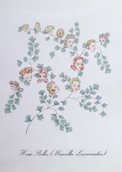 Hair-Belles (Marcella Luxuriantia), illustration de 