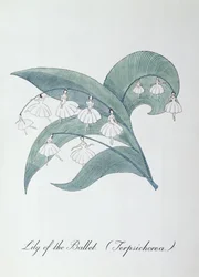 Lys du Ballet (Terpsichorea), illustration de 