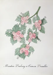 Ronce de montagne ou Drambler cramoisi, illustration de 
