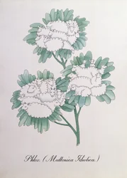 Phlox. (Muttonica Idiotica), illustration de 