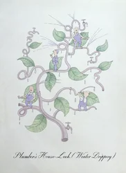 Joubarbe du plombier (Water Drippery), illustration de 