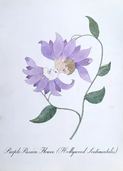 Purples Passion Flower (Hollywood Sentimentalis), illustration de 