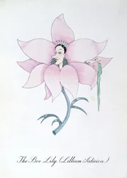 Le Lys des abeilles (Lillium Satirica.), illustration de 
