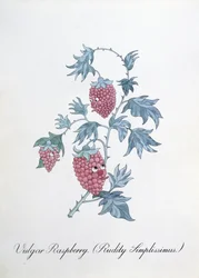 Framboise vulgaire (Rudity Simplissimus), illustration de 