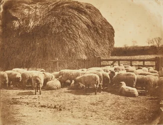 [Moutons dans un enclos]