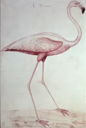 Flamant