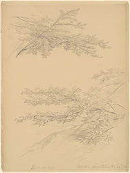 Branches de bouleau, montagnes Catskill