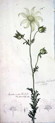 Fleur de Flanelle, actinotus helianthe labill