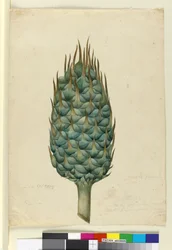 Macrozamia, c.1803-06