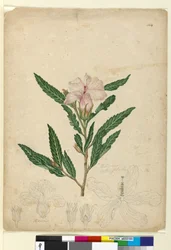 Page 104. Hibiscus heterophyllus