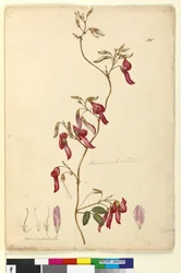 Page 108. Kennedia rubicunda