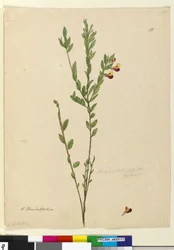 Page 113. Bossiaea heterophylla