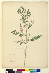 Page 116. Indigofera australis