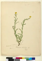 Page 119. Helichrysum apiculatumChrysocephalum apiculatum