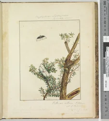 Page 11. Pl.3 Cryptophasa Septosfermi Pultenae Lewin