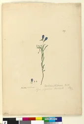 Page 129. Ionidium filiforme, c.1803-06